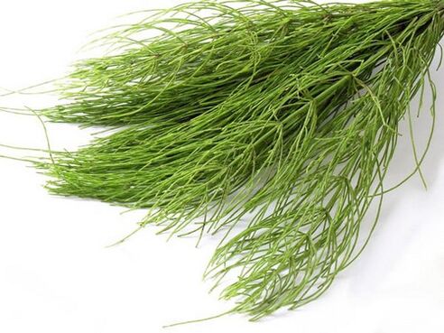 horsetail for psoriasis