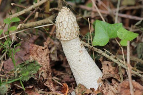 mushroom veselka from psoriasis
